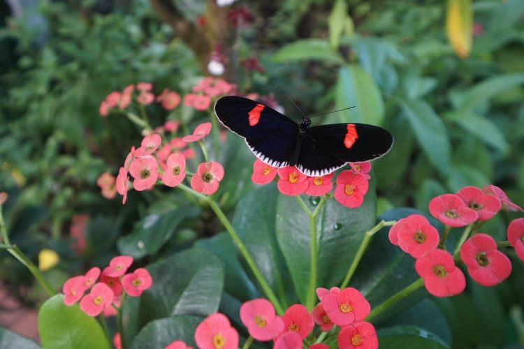 Key West Butterfly
